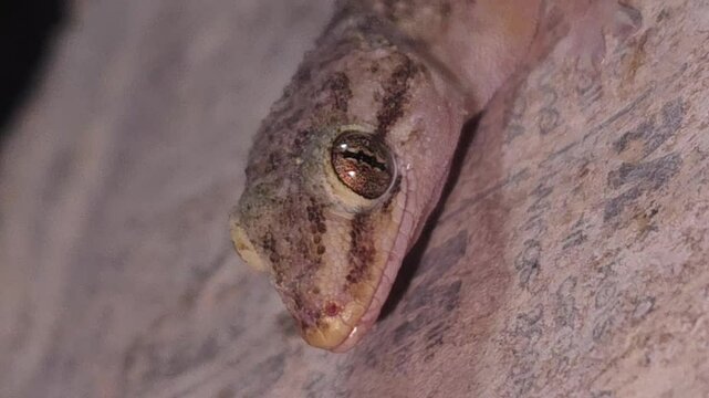 Macro footage of Common house gecko catching insects. India