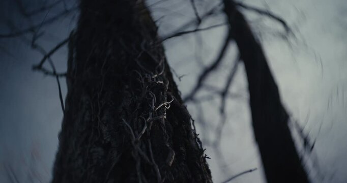 Mangled dead trees in a cold ominous forest 
