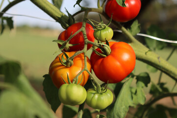 Unripe and ripe green and red tomatoes growing on plant in the vegetable garden