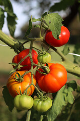 Unripe and ripe green and red tomatoes growing on plant in the vegetable garden
