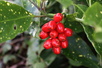 Aucuba japonica bush commonly called spotted laurel with red berries on branch in the garden
