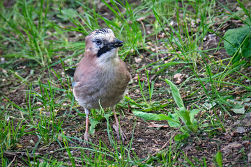 Eichelhäher ( Garrulus glandarius ).