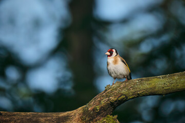 Stieglitz ( Carduelis carduelis ).
