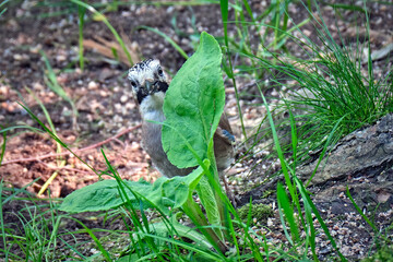 Eichelhäher ( Garrulus glandarius ).