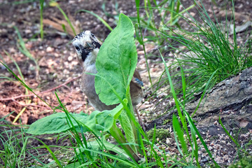 Eichelhäher ( Garrulus glandarius ).