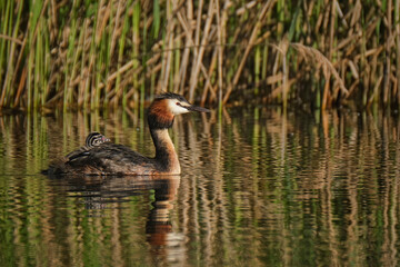 Haubentaucher ( Podiceps cristatus ) mit Küken.