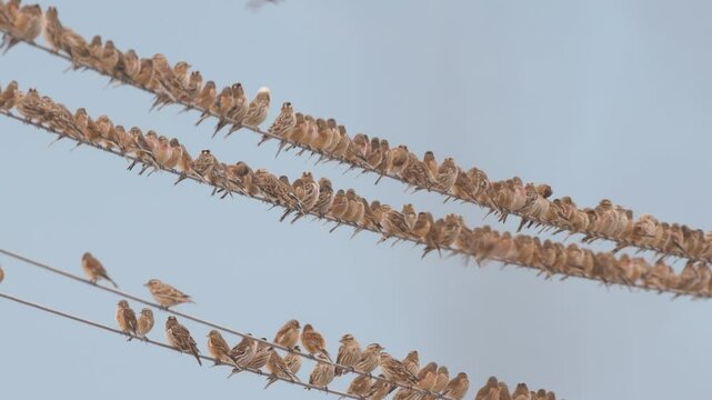 A flock of small songbirds that perch on electric wires in winter. Common Linnet, Linaria cannabina.