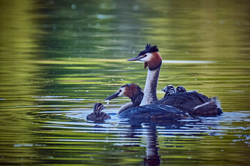Haubentaucher ( Podiceps cristatus ) mit Küken.