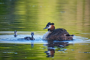 Haubentaucher ( Podiceps cristatus ) mit Küken.