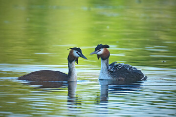 Haubentaucher ( Podiceps cristatus ) mit Küken.