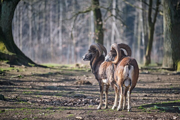 Mufflons ( Ovis orientalis musimon ).