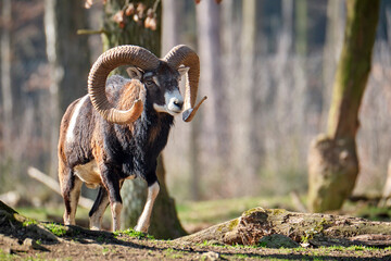 Mufflon ( Ovis orientalis musimon ).