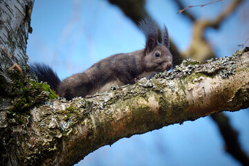 Eurasisches Eichhörnchen ( Sciurus vulgaris ). © Michael