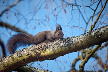 Eurasisches Eichhörnchen ( Sciurus vulgaris ). © Michael