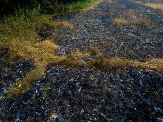 Dry grass and grass that have been burned to ashes