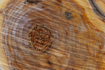 smooth cross section brown tree stump slice with age rings cut fresh from the forest with wood grain