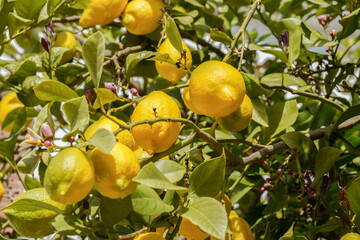 fresh lemons in a sunlit lemon tree