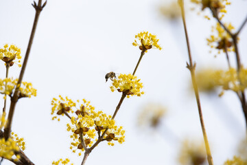 Yellow cornelian cherry blossoms heralding the beginning of spring and honeybee. Cornus officinalis