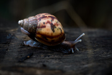 Snail on dark wood, suitable for naturethemed designs, logos, educational materials, and environmental conservation campaigns. A closeup detailed shot.
