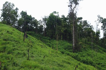 Rice Field or Paddy Field at Meratus Mountain, Borneo Rainforest, Indonesia.