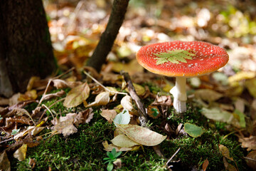 fly agaric mushroom in the forest