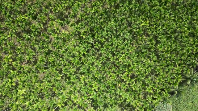 Top view of a green agriculture farm - drone shot 