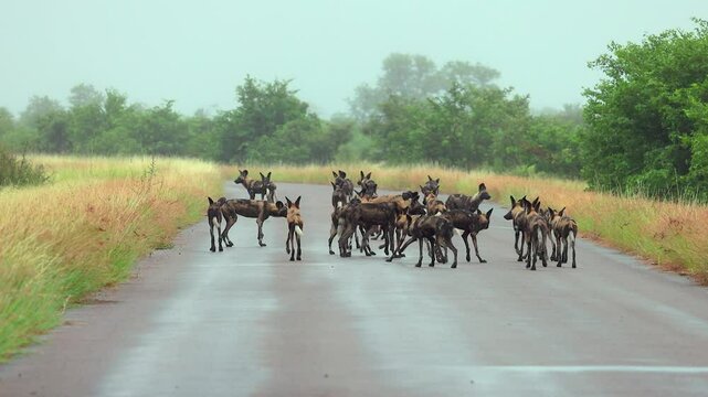 Pack of African wild dogs on paved Kruger road on hazy, rainy day