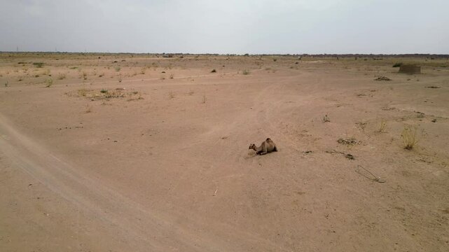 A camel sitting in the desert, Rajasthan, India