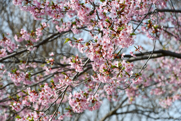修善寺寒桜