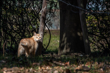 猫の通り道を見られている事に気が付かず通ろうとする公園猫