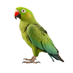 vibrant green parrot with striking red beak stands proudly, with colorful feathers and curious expression, isolated on transparent background