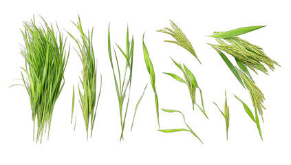 variety of grass types arranged in a line showcasing their diffe