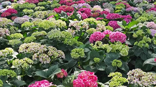 Beautiful hydrangea bush in landscape design