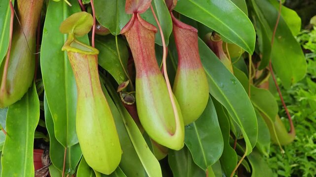 Close-up the pitcher plant in the garden