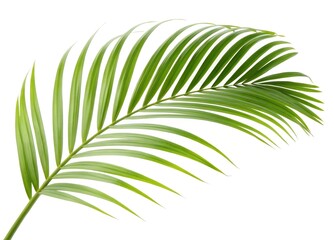 Obraz premium Vibrant Green Palm Frond Isolated on White Background Tropical Summer Nature Image