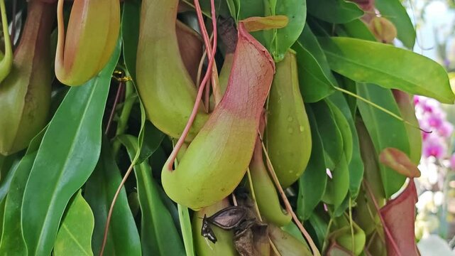 flower Nepenthes, monkey pitcher plant