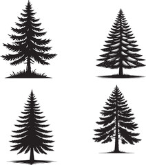 Obraz premium Tall Pine Tree Silhouette | Evergreen Forest Tree Illustration