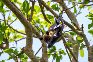 Close up shot of a fruit bat hanging from a tree