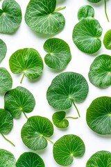 Fresh Green Centella Asiatica Leaves Pattern, Isolated on White Background, Natural Herbal Texture.