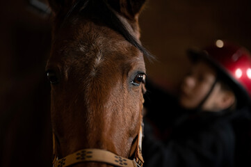 Dark horse standing in stable, looking straight ahead. Close up portrait of horse with bridle, soft light highlighting details. Equestrian theme, rural life, racing and farm concept.