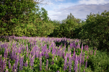 Landscape photo of lupine field on a beautiful summer day
