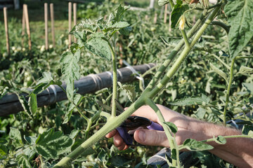 Person pruning tomato plant in a lush garden setting