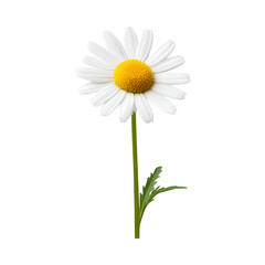 Fototapeta premium beautiful chamomile flower with white petals and yellow center, symbolizing calmness and nature