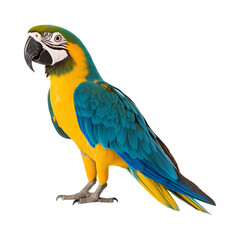 Fototapeta premium Colorful parrot with vibrant feathers, showcasing beauty and exotic charm