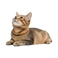 Fototapeta premium tabby cat lying down, looking up with curiosity and charm
