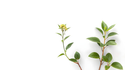 Naklejka premium plant isolated on white background with clipping path