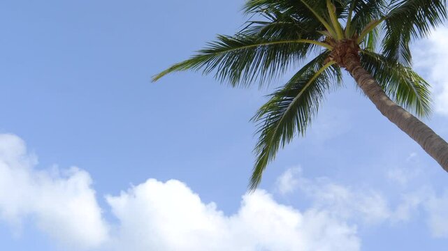 Beautiful coconut palm trees sway in sunshine. Green palm leaves moving in the wind on blue sky with white puffy clouds.