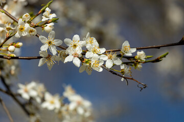 Blooming spring flowers on the tree branch. White small flowers with yellow. Blooming tree in early spring in march. Plums, apples, apricot, cherry and other blooming trees