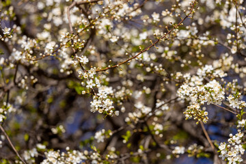 Blooming spring flowers on the tree branch. White small flowers with yellow. Blooming tree in early spring in march. Plums, apples, apricot, cherry and other blooming trees