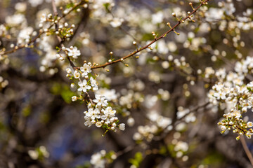 Blooming spring flowers on the tree branch. White small flowers with yellow. Blooming tree in early spring in march. Plums, apples, apricot, cherry and other blooming trees